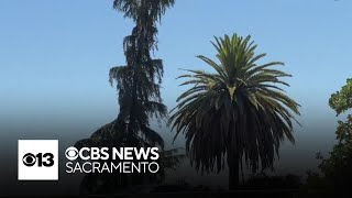 Saying goodbye to landmark palm and pine trees in Central California [upl. by Genovera367]