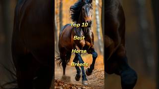 Expert Horse Trainer Reveals TOP 10 Best Horse Breeds [upl. by Gisela]