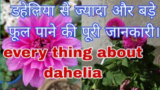 डेहलिया से ज्यादा फूल पाने के जरूरी जानकारीSoil fertilizers water all about dahelia [upl. by Aisats]