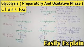 Glycolysis  Preparatory And Oxidative Phase  Class 11 Biology [upl. by Artimid]