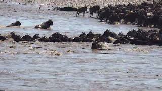 Wildebeest Migration Sept 2023 Mara River [upl. by Ecnarrot]