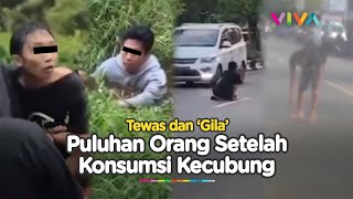 Tingkah Aneh Puluhan Orang Mabuk Kecubung Sebelum Masuk RSJ [upl. by Akirat]