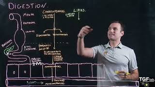 Digestion of Carbohydrates Lipids and Proteins [upl. by Yvehc]