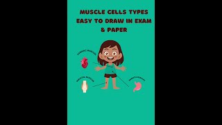 Muscle Cells TypesEasy to draw in exam and paper [upl. by Eiramaneet304]