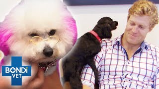 Bondi Vets Funniest Cases 🤣  Compilation  Bondi Vet [upl. by Tandie]