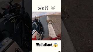 wolf attack😱😱😱trending animals attack viralyoutubeshortsoriginal subscribe views [upl. by Iggam586]