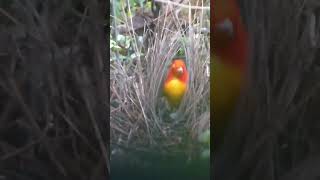 Flame Bowerbird Nest birds nature shorts [upl. by Averyl174]