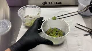 Showing off lophophora callus Plant Tissue culture [upl. by Alicirp]