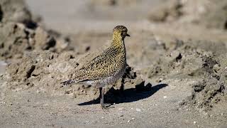 Altın yağmurcun » European Golden Plover » Pluvialis apricaria [upl. by Alemrac]