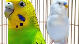 BUDGIE singing sound [upl. by Allanson]