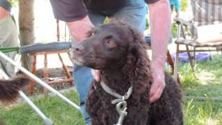 Murray River Curly Coated Retriever Victorian Meet 2013 [upl. by Retloc]