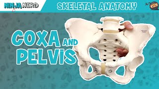 Coxa amp Pelvis Anatomy [upl. by Labannah156]