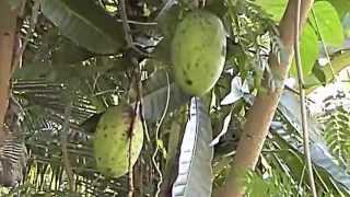 The kuini fruitMangifera odorata Griff [upl. by Gnanmos]