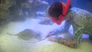 Charlotte the stingray possibly impregnated by shark about to give birth at NC aquarium [upl. by Tallu779]