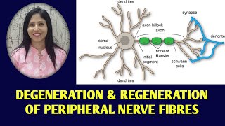 DEGENERATION AND REGENERATION OF NERVE FIBERS  WALLERIAN DEGENERATION HINDI 2023 physiology [upl. by Vanni]