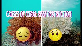 Lets Learn About Coral reefs [upl. by Adnaram]