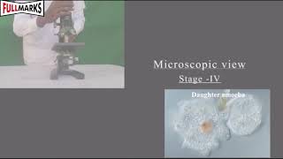 Lab Manual Science CBSE Class 10 Experiment No 12 Binary Fission in Amoeba and Budding in Yeast [upl. by Eissel644]