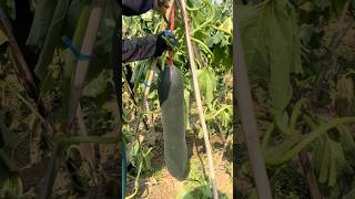 Have you Ever Seen Winter Melon This Huge shorts satisfyingvideo [upl. by Grace]