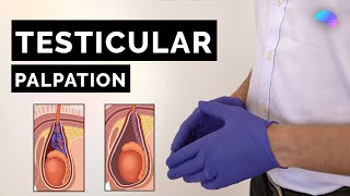 Testicular Palpation Technique  How to Examine Testicles  OSCE Guide  UKMLA  CPSA [upl. by Eseerehs285]