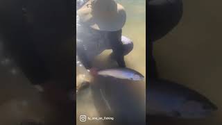 Saugeen River Steelhead using a Baitcaster fishing shorts [upl. by Nuahsyar]