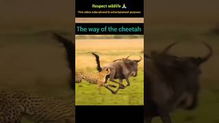 Cheetah takedown a Wildbeest  The way of the cheetah viralvideo wildlife viral viralmoment [upl. by Mikiso159]