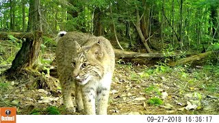 Best Trail Camera Highlights 2018  2020  Washington Massachusetts  Berkshire County [upl. by Legnaesoj]