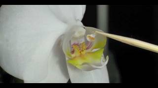 How to Pollinate Orchids  Phalaenopsis Orchid [upl. by Gayle422]