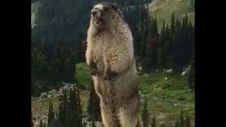 The real marmot scream  Оригинальный крик сурка [upl. by Hoagland411]