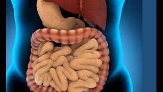 Enzymes and digestion [upl. by Ahtanamas465]