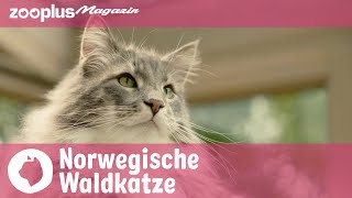 Norwegische Waldkatze Alles über die schöne Langhaarmieze [upl. by Ayikat]