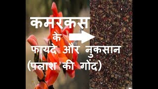 कमरकस के फायदे और नुकसान – kamarkas benefits and side effects in Hindi  kamarkas gond laddu panjiri [upl. by Nuawad]