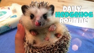 Hedgehog Care Daily Hedgehog Routine [upl. by Bennion258]