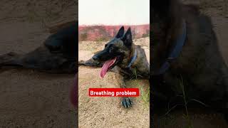 Breathing after exercise youtubeshorts germanshepherd shortvideo doglover malinois viralvideo [upl. by Ettezil]