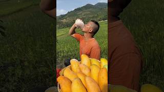 Enjoy life eating mangos fruit so sweet fresh with rural farming 2024 fruit mango eating [upl. by Aretse]