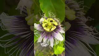 Passion flower tincture  Passiflora [upl. by Ahsenauj]