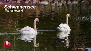 SCHWANENSEE Tschaikowsky 🦢🎻Ballettmusik 🎻🦢 NATURE amp CLASSICS  Best of Klassik die man hören muss [upl. by Evelinn]