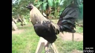 Top Strong Gamefowl Breeds [upl. by Roxy]