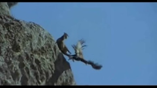 Kartalın Dağ Keçisi Avı Eagle Attack Mountain Goat 2016 [upl. by Annairdna]