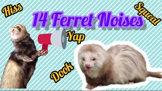 14 Different Noises from Ferrets With Explanations [upl. by Behrens]