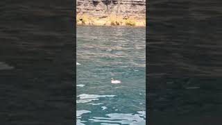 A Razorbill Alca torda checking me out while looking for fish beneath the Cliffs of Moher [upl. by Anuaik681]