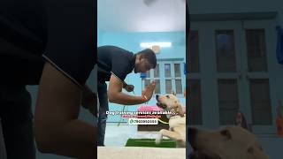 Dog training services available ✅🔥shorts dogtraining dogshorts [upl. by Kimberly]