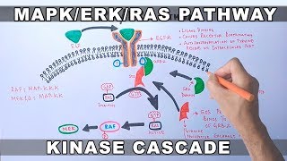 MAPKERK Signaling Pathway [upl. by Yun]