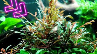 Different ways to grow Hygrophila Pinnatifida in your Aquarium [upl. by Jr124]