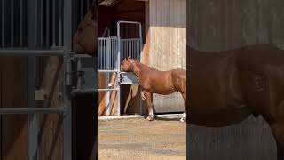 Heuständer Zeit 🩷 horse horses haul equestrian pferdemädchen pferdestall heuständer [upl. by Ralyt]