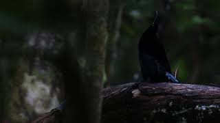 Magnificent Riflebird display [upl. by Hassett]