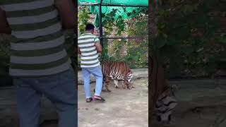 DANGEROUS ⚡ TIGER WITH CUBS 😍🐅🐯 tiger lion nature jungle tigerbaby [upl. by Woodhouse]