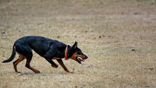 Australian Cattle Dogs and Water Activities  Can They Swim [upl. by Natlus]