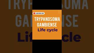 TRYPANOSOMA GAMBIENSE LIFE CYCLE [upl. by Xylia]