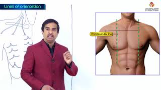 Lines of orientation  Mid sternal  Mid clavicular and Axillary lines [upl. by Anilatak]