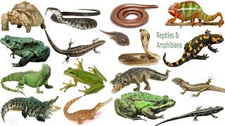 Reptiles amp Amphibians Name Meaning amp Picture  সরীসৃপ্‌  Necessary Vocabulary [upl. by Paget]